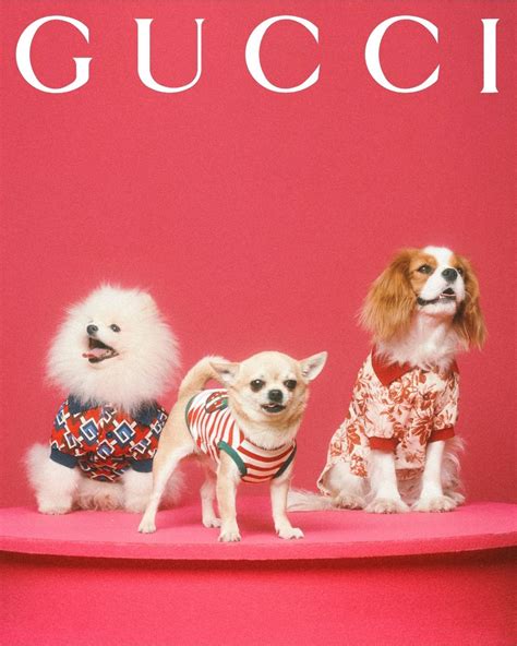 The Gucci Pet Collection 